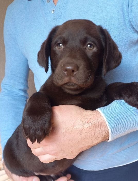 Крупный Шоколад коричневый Лабрадор Ретривер щенки питомника