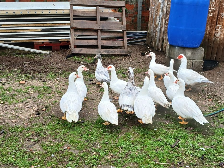 Patos mudos criados ao ar livre