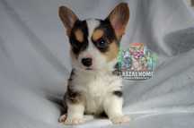 Welsh Corgi Cardigan suczka dziewczynka *SunniPeachy*