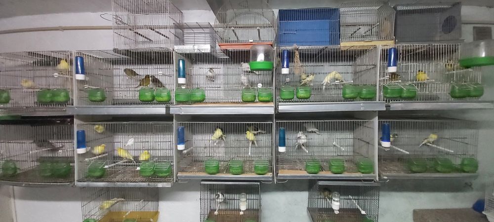 Frisados do norte / fife fancy ( reprodutores)