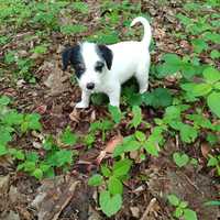Jack Russell terrier mix
