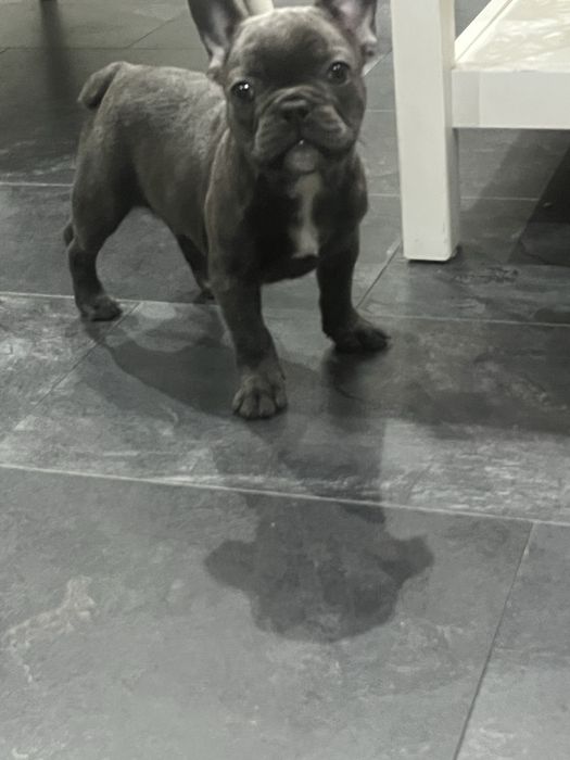 Piesek bulgog francuski szczeniak