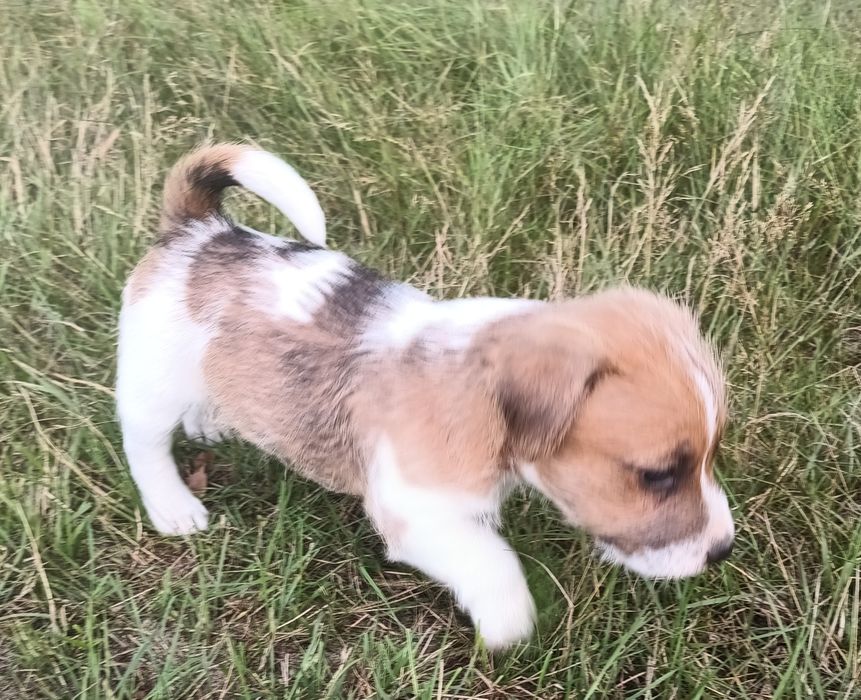 Pies parson Russell terrier