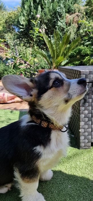 Вельш Корги щенки