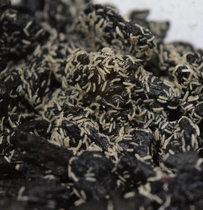 Colembolos vermelhos e Springtail - Folsomia Candida