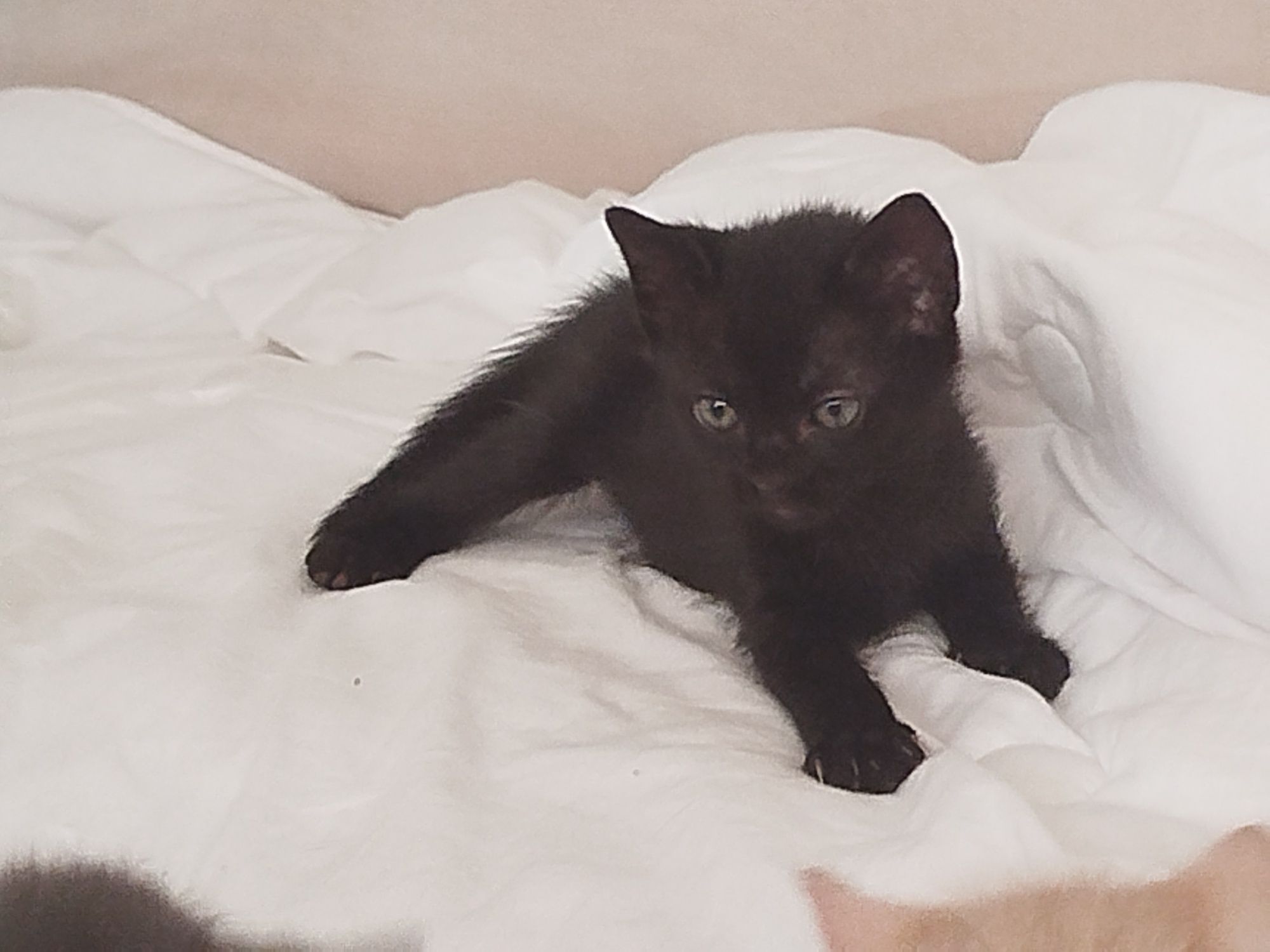 Gatinhos para Adoção responsável