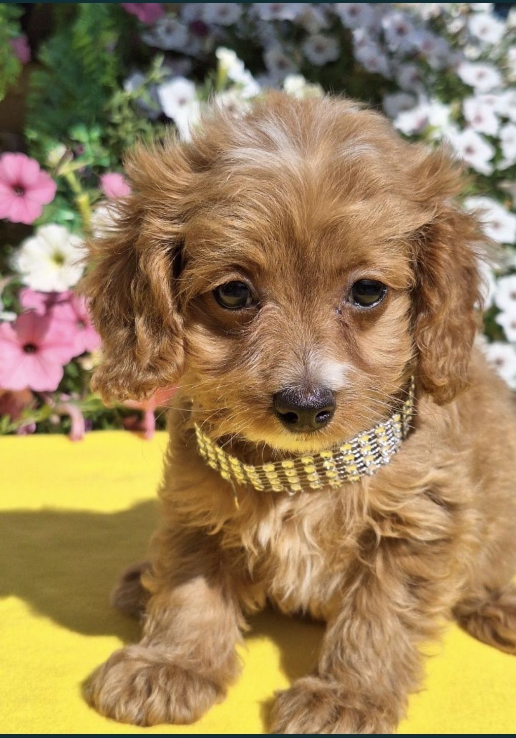 Cavapoo piesek z certyfikatem i paszportem
zaszczepiony, kilkukr