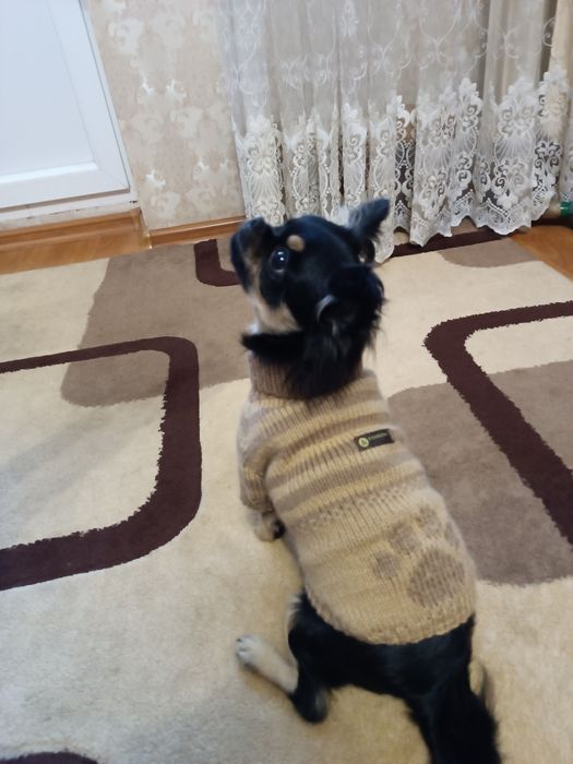 Теплая одежда для собак