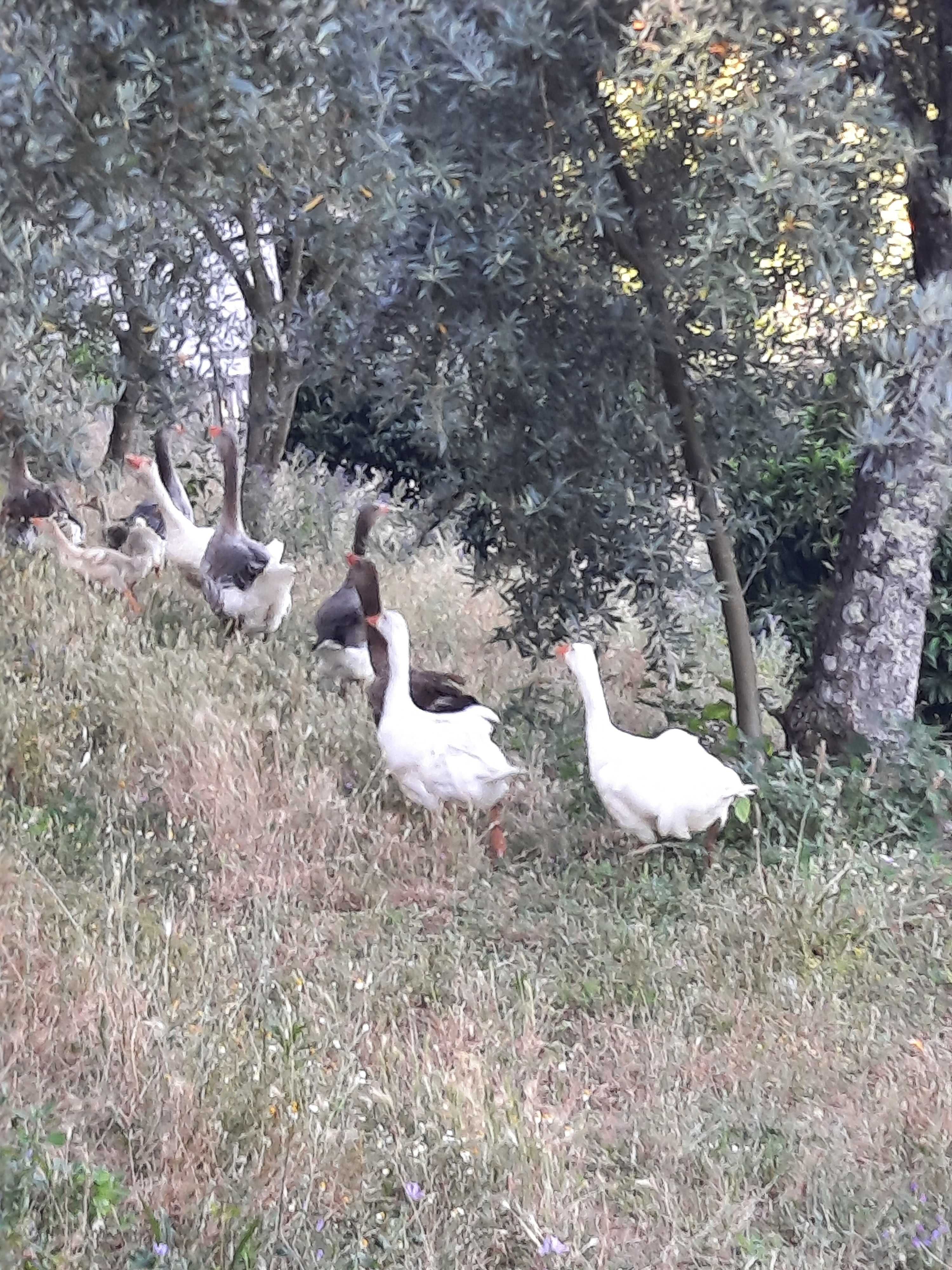 Gansos Toulouse e Sebastopol