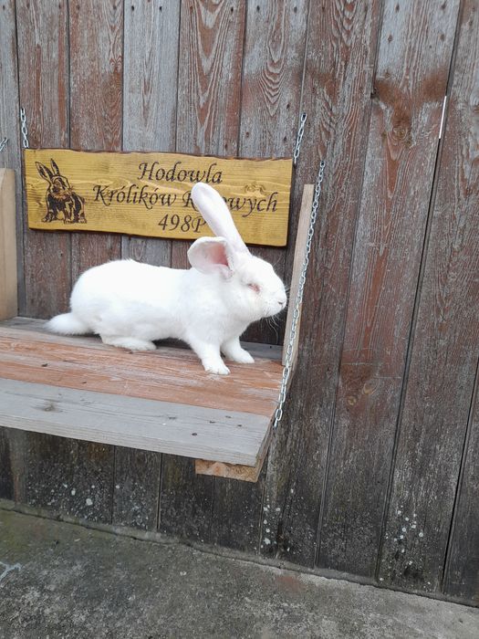 Króliki belgijskie białe