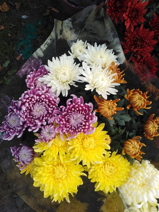 Chryzantemy wielko i drobno kwiatowe