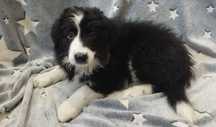 Border Collie piękna piesek  czarno-biała wyjątkowy