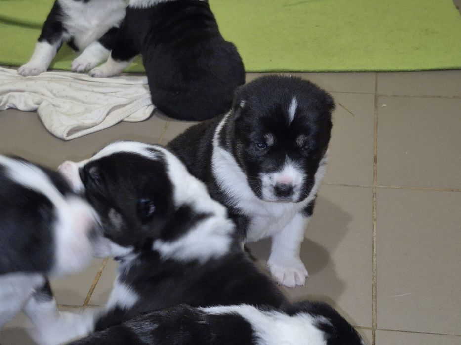 Цуценята середньоазіатської вівчарки, алабая, САО