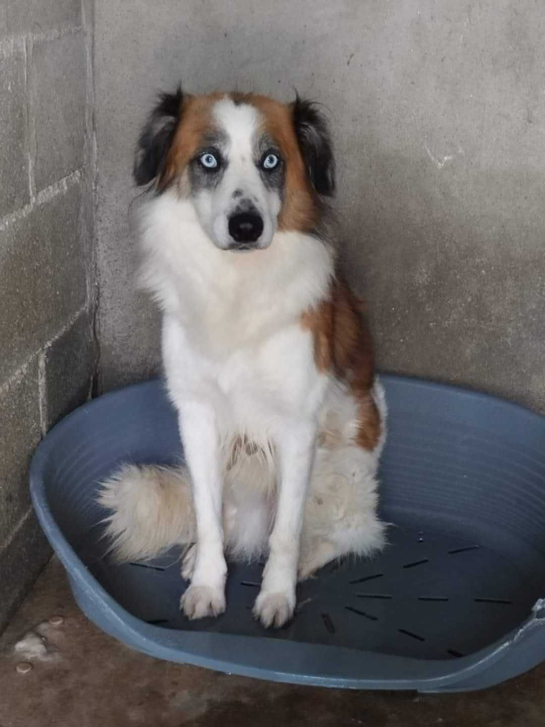 SCOOBY (Macho, 4 Anos, xBorder Collie) Para Adoção