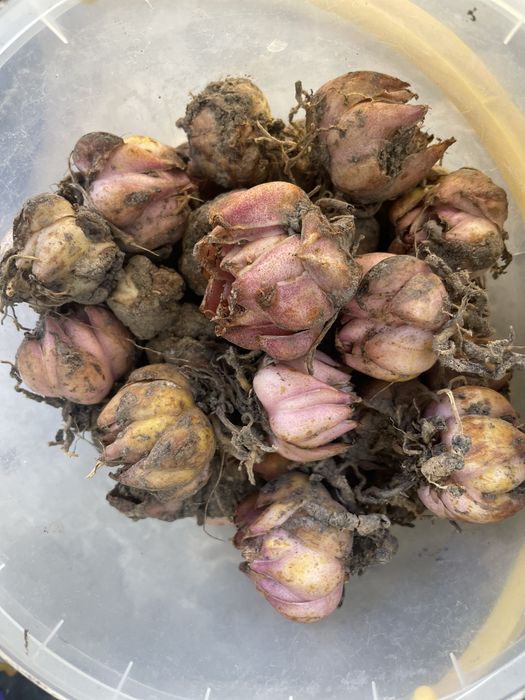 Лілія  цибулини