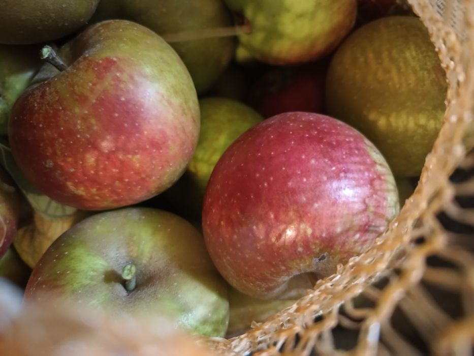 Jabłka szara reneta