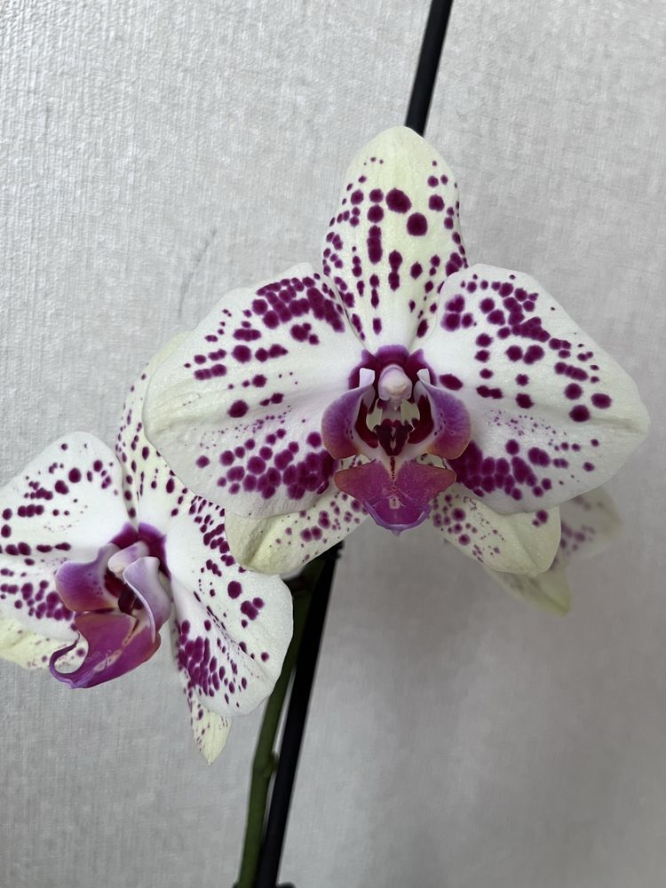 Орхідея домашнє цвітіння