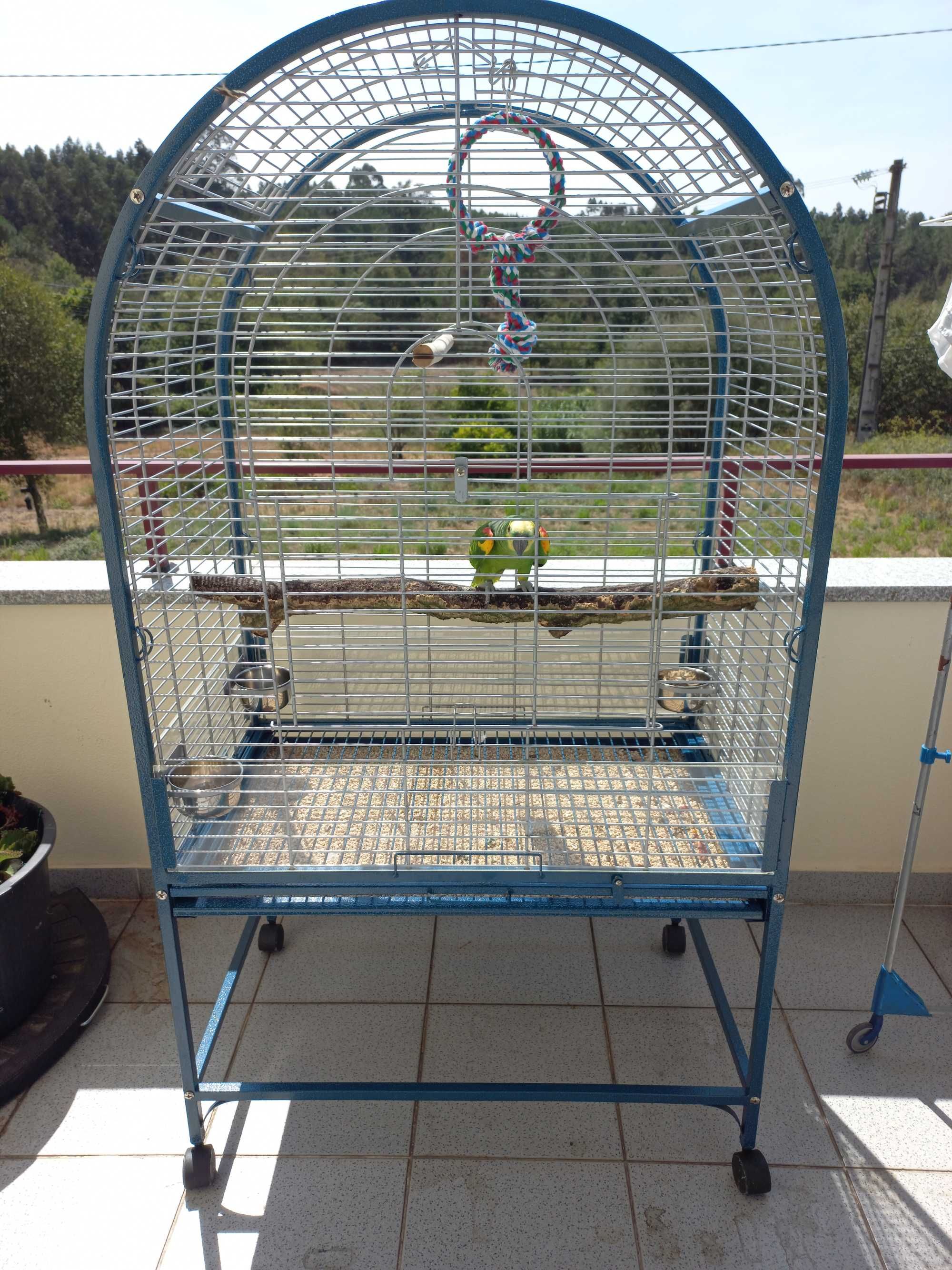 Papagaio aestiva macho 23