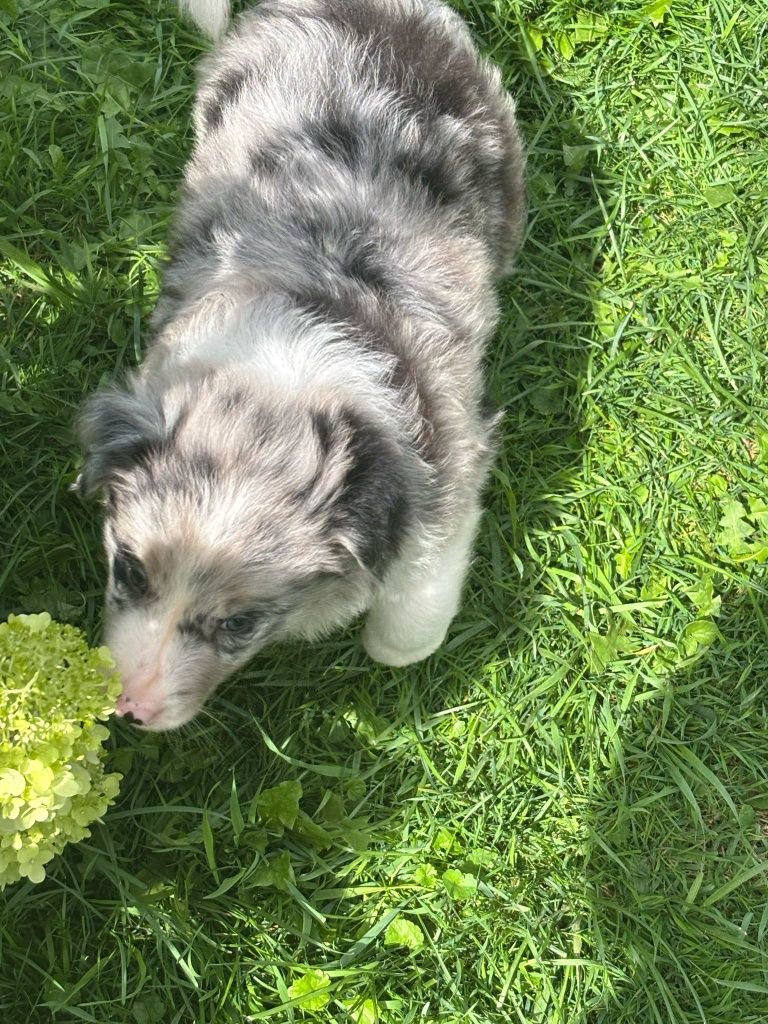 Border collie - piesek blue merle