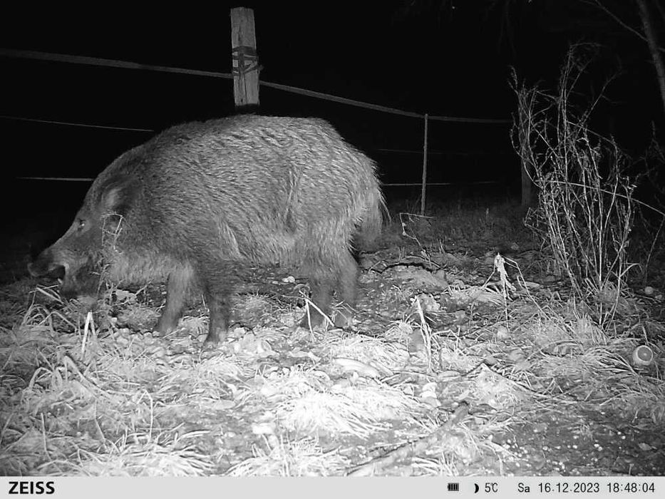 Fotopułapka Zeiss Secacam 3 940nm kamera leśna Sklep Warszawa Wawer