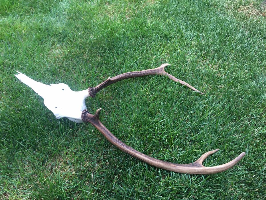 Poroże jelenia wieniec trofeum.