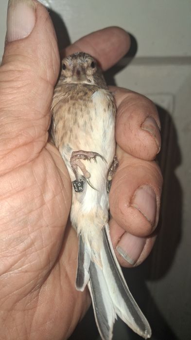 Kanarek konop bastard szczygiel