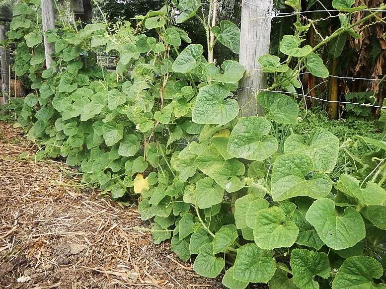 Sementes de KIWANO (30 sementes)