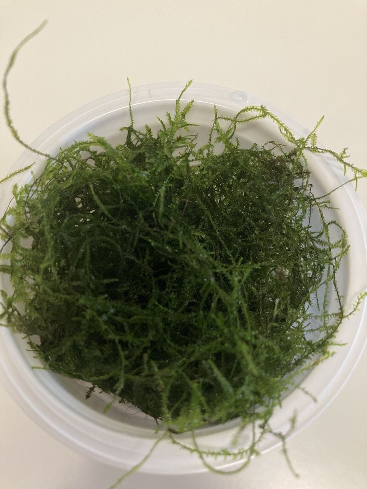 Musgo java ( Taxiphyllum barbieri  )