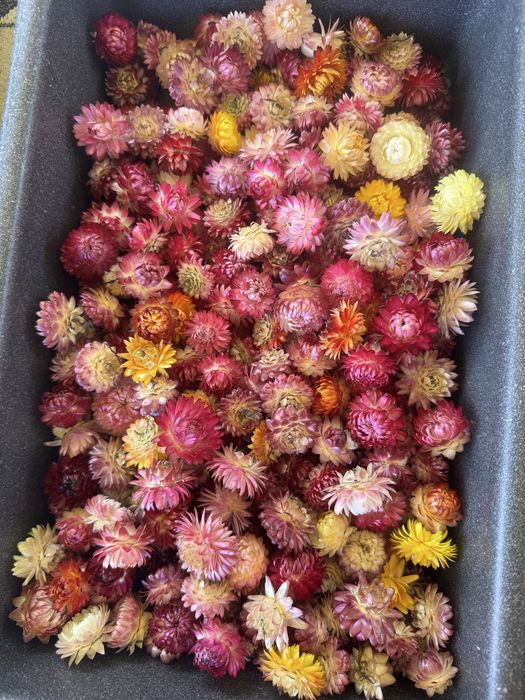 Геліхризум безсмертник