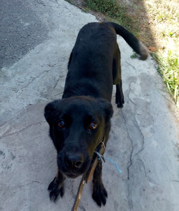 Знайдена собака. Знаходи