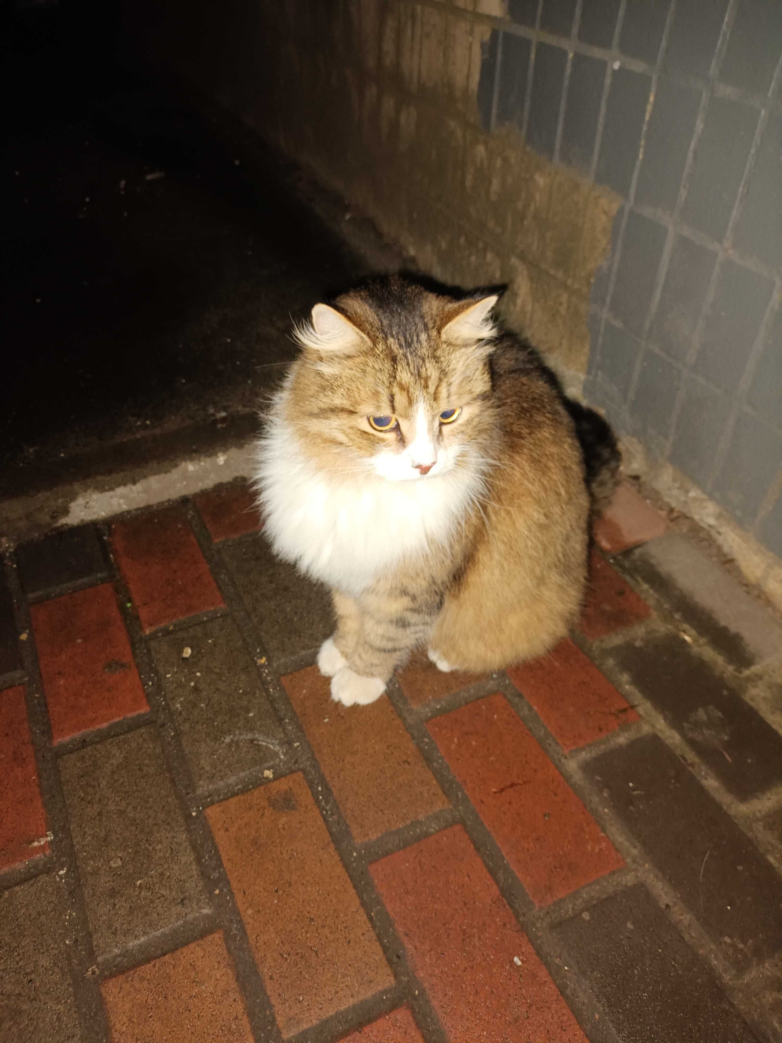 Котик добрим відповідальним людям