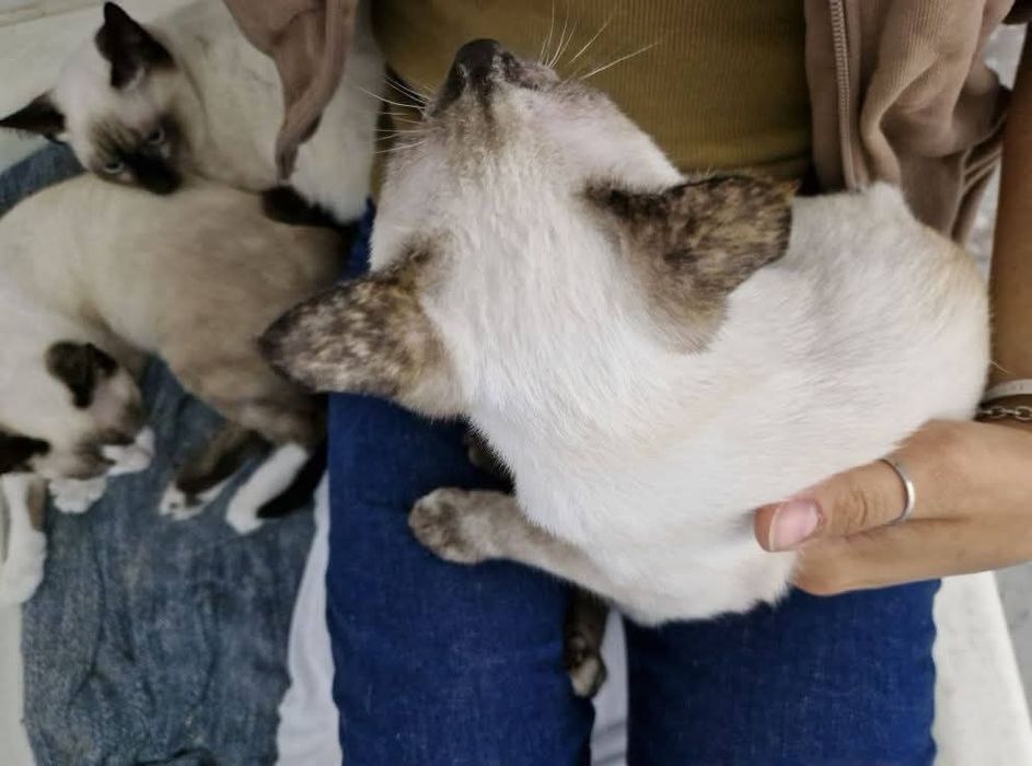 Gatinhos 7/8 meses ADOÇÃO!