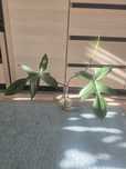 Filodendron pedatum