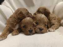 Cavapoo śliczna suczka