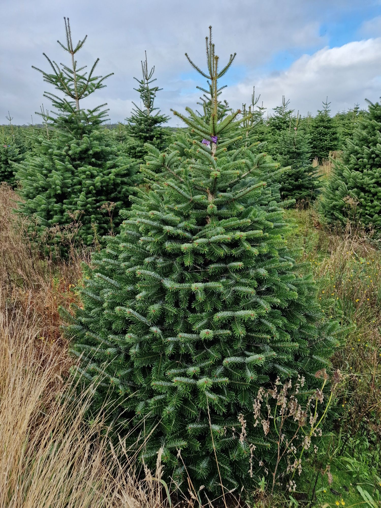 Choinki Jodła Kaukaska plantacja Dania