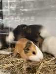 Świnka morska cavia