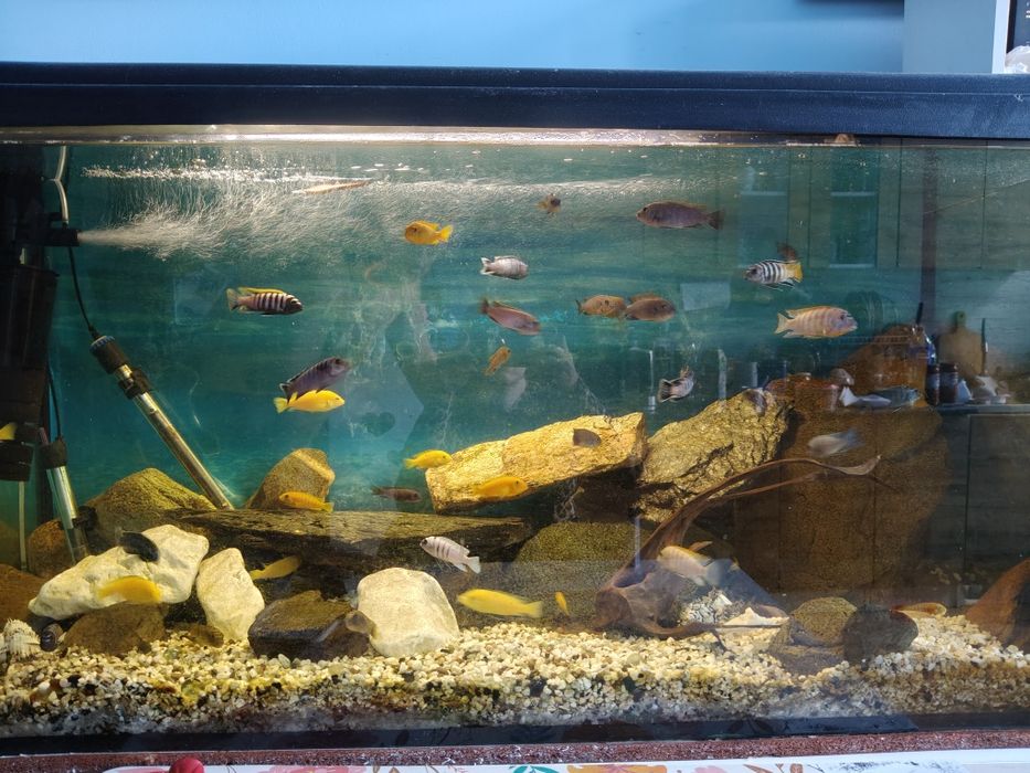 Sprzedam akwarium 350 l ,z całym pełnym wyposażeniem