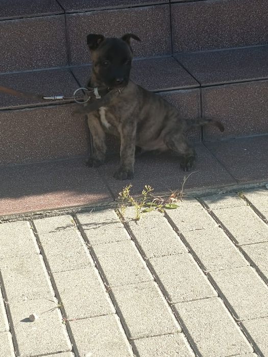 Owczarek Holenderski