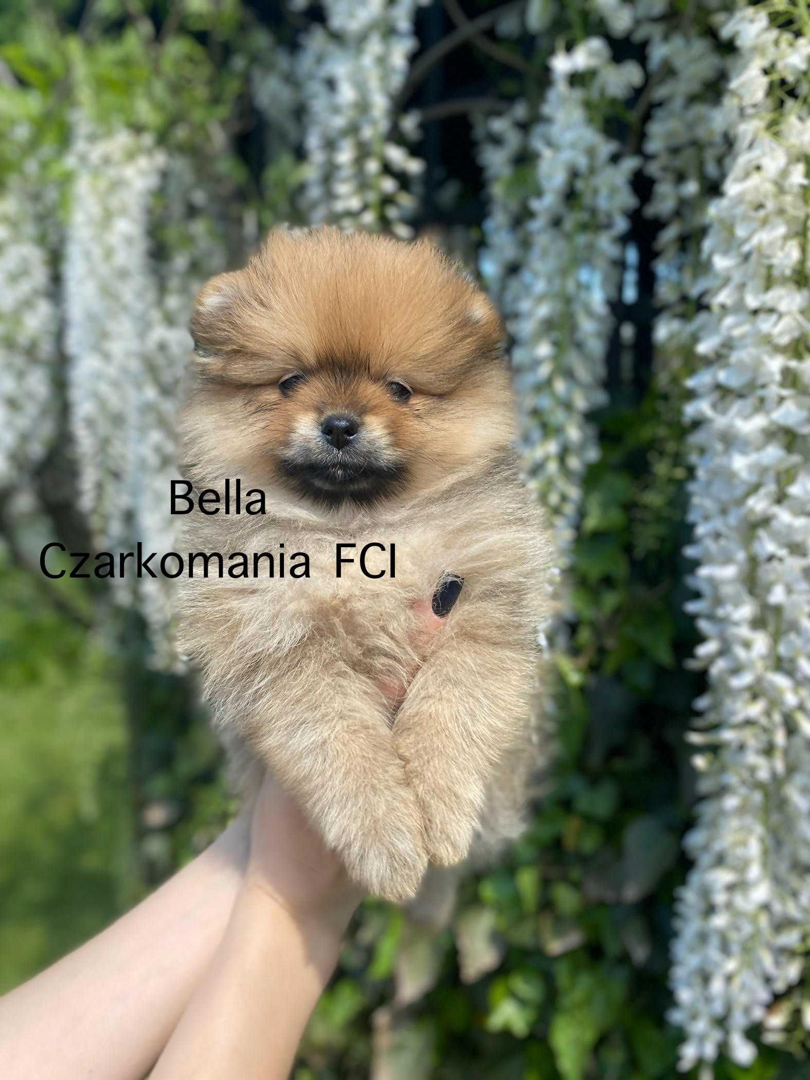 Szpic miniaturowy Pomeranian FCI/ZKwP szczeniak suczka