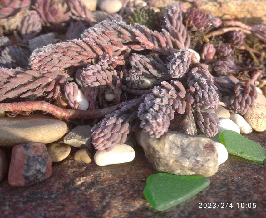 СУКУЛЕНТИ ВУЛИЧНІ. Очиток, седум, молодило