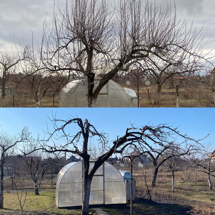 Профессиональная обрезка фруктовых деревьев,а так же любых других