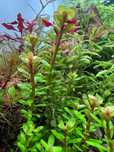 Rotala indica 'Bonsai' – Planta de Aquário Rara e Compacta