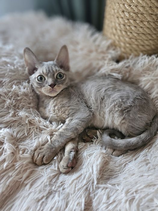 Liliowy kocurek Devon Rex