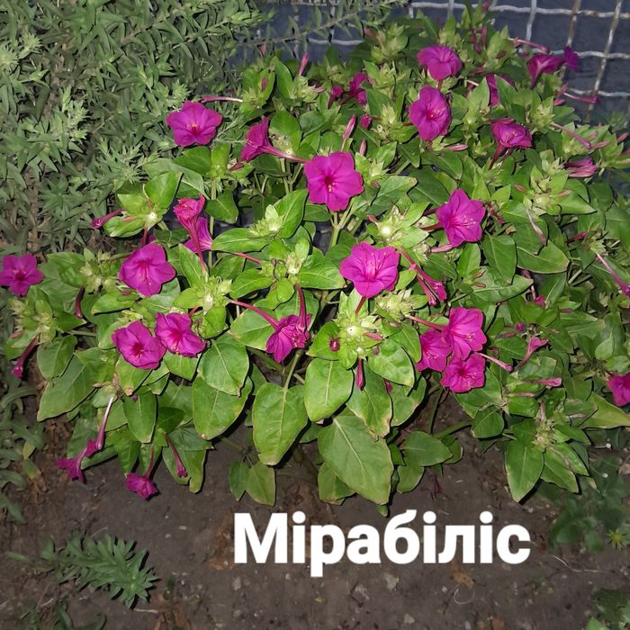 Набір насіння однорічних квітів