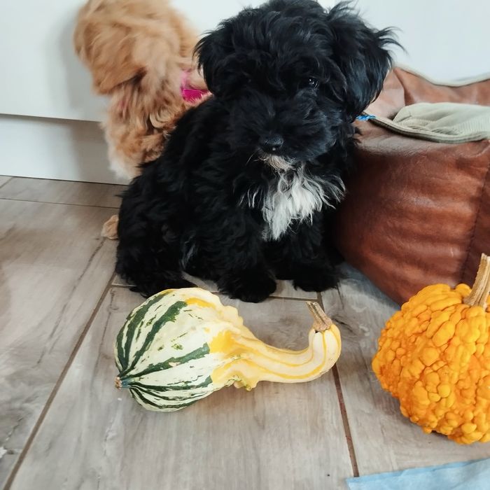 Samczyk Maltipoo F1 z Rodowodem