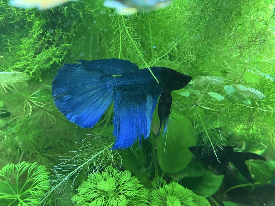 Акваріумні рибки півник «петушок»