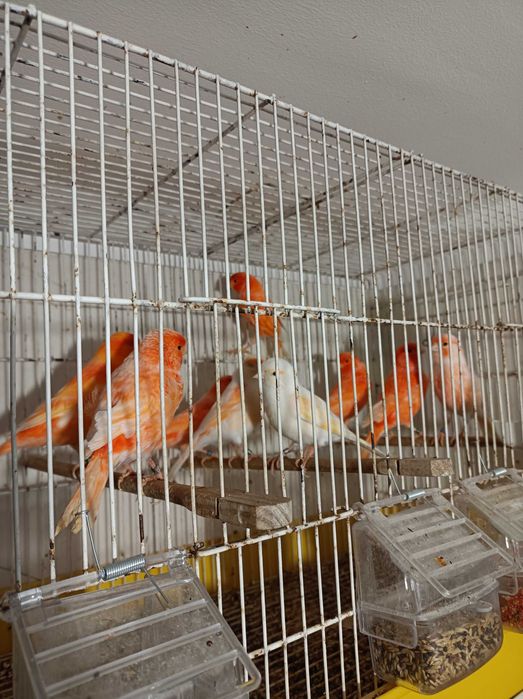 Vendo lote canários