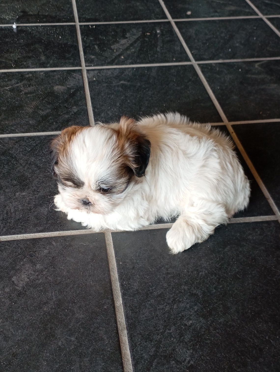 Shih-Tzu fêmea disponível