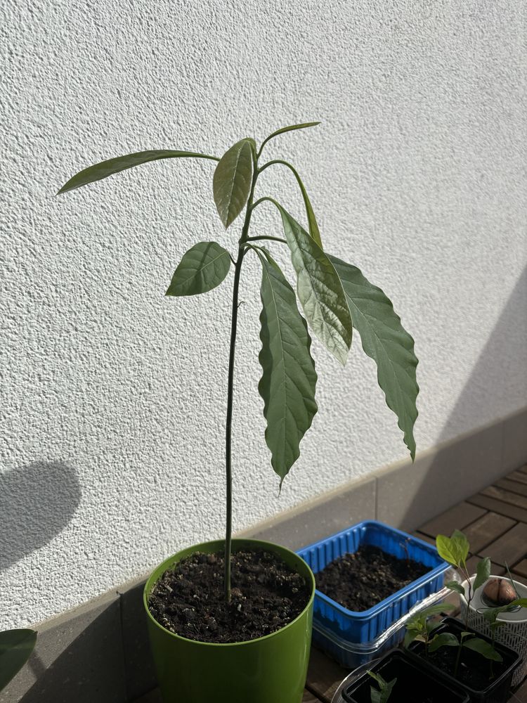 Drzewo awokado (4 miesiące)