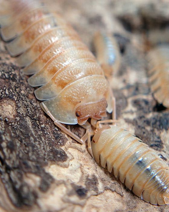Armadillidium pallasii "Orange", isopody, 10 szt.